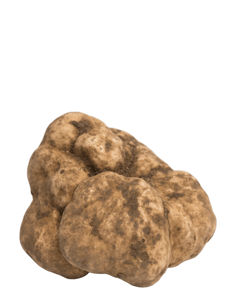 TUSCAN FRESH WHITE TRUFFLE (TUBER MAGNATUM PICO)